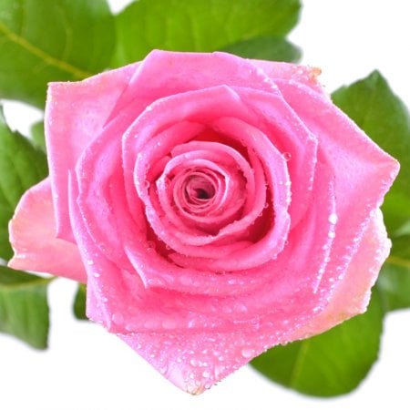 Квіти поштучно рожеві троянди Кір'ят-Шемона