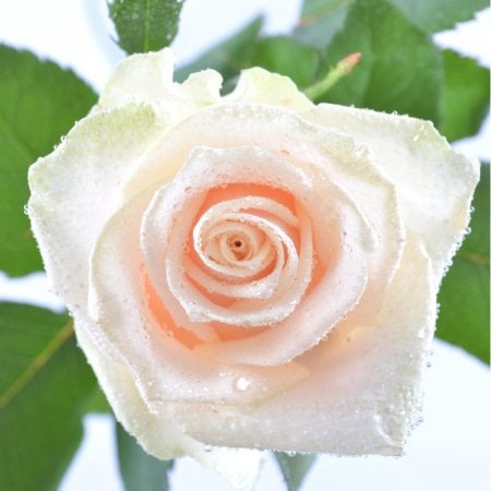 Поштучно кремовые розы Генуя