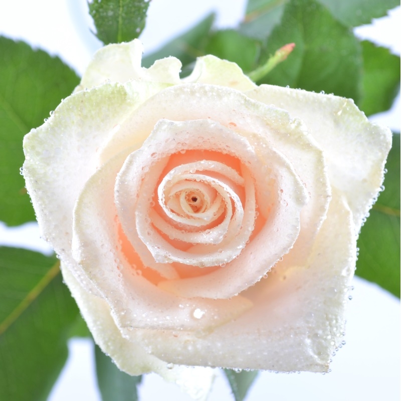 Cream roses by the piece 412 грн