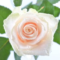 Букет Поштучно кремовые розы
