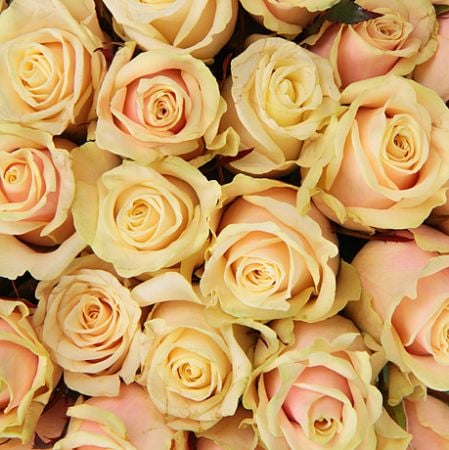Cream roses by the piece 412 грн