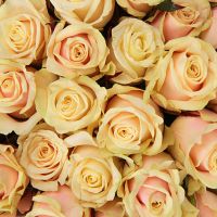 Cream roses by the piece Zavalla