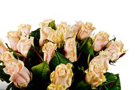 Cream roses by the piece 412 грн