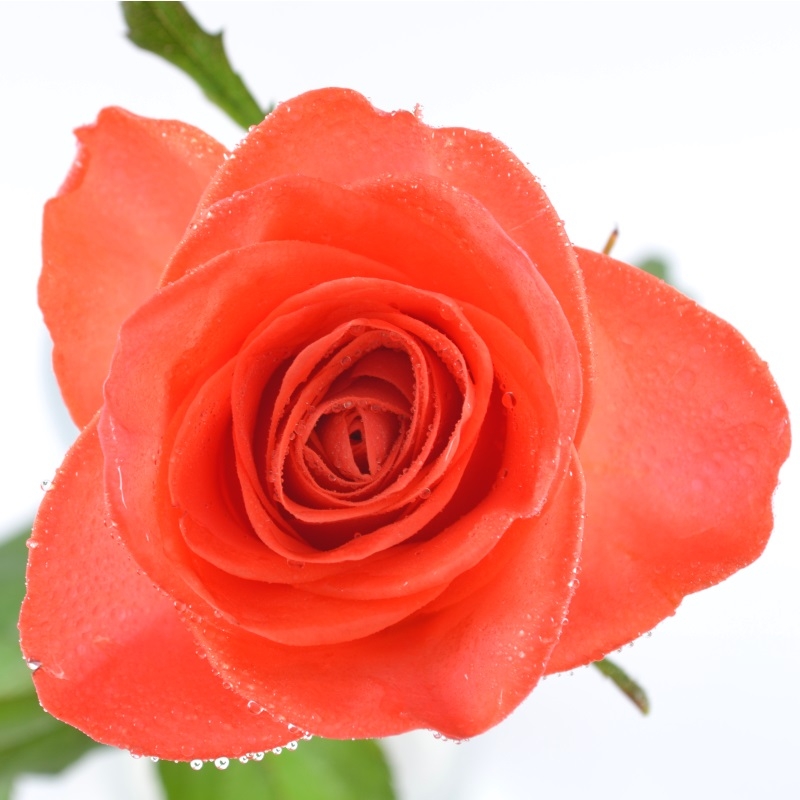 Оранжевые розы Кирьят-Шмона