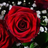 Букет Троянди + гіпсофіла