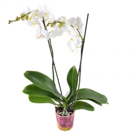 Белая орхидея Бурынь