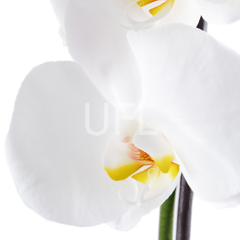  Букет Белая орхидея
													
