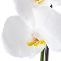  Bouquet White Orchid
														