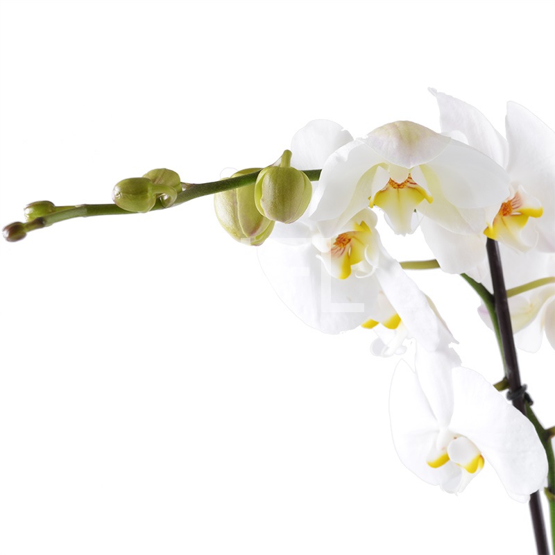  Bouquet White Orchid
													