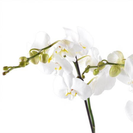  Букет Біла орхідея
														