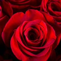 Букет Щирість почуттів 201 троянда