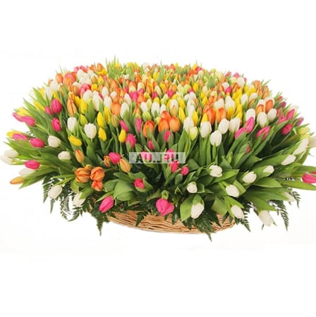  Bouquet 501 tulips
														