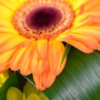 Bouquet of flowers Sundog Sumy
                            