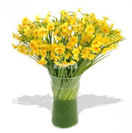 49 daffodils Vishnevoe