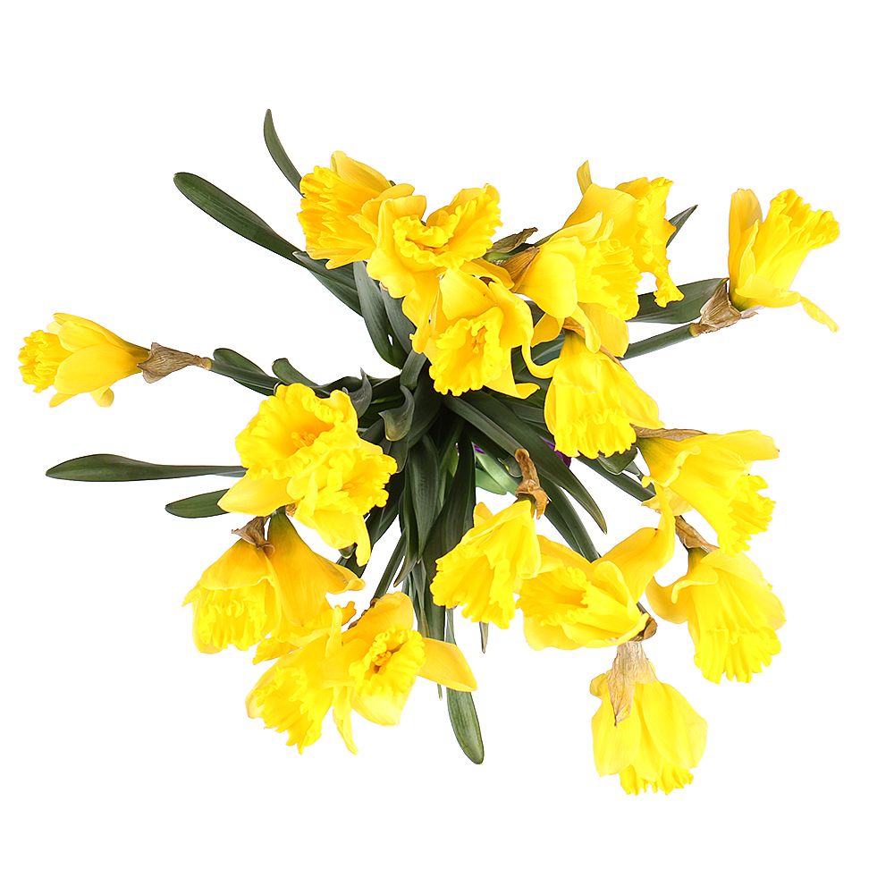 19 daffodils Vishnevoe