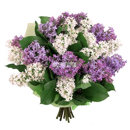 Bouquet Purple haze