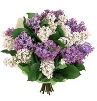 Bouquet Purple haze Cherkassy