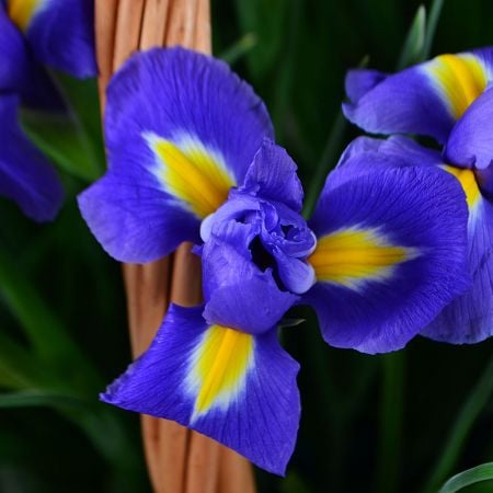 101 blue iris