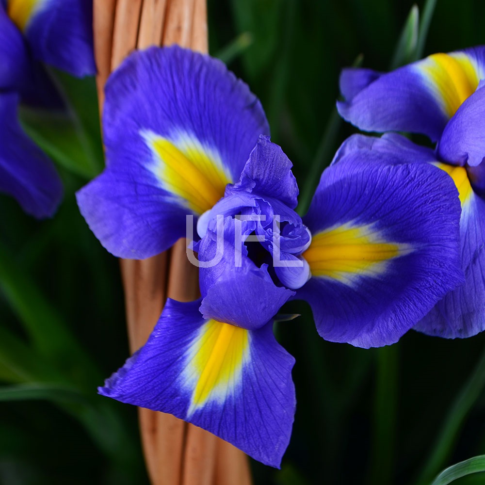 101 blue iris 101 blue iris