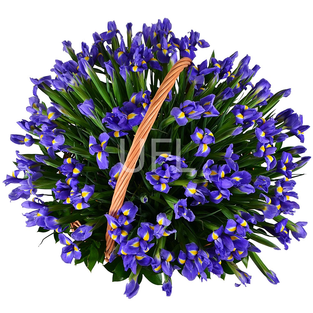 101 blue iris 101 blue iris