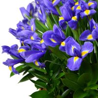 101 blue iris