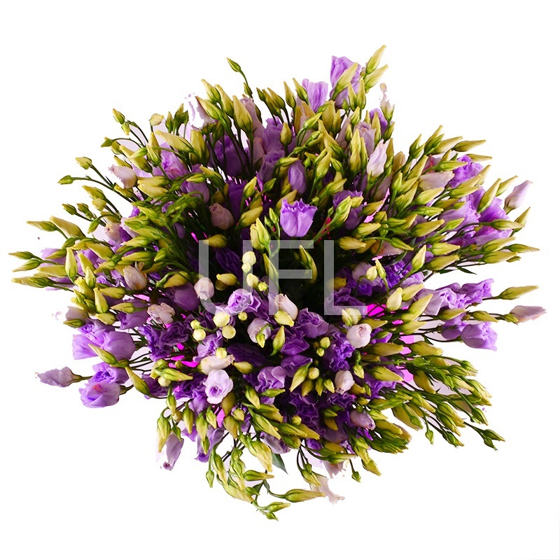 Bouquet of flowers Purple
													
