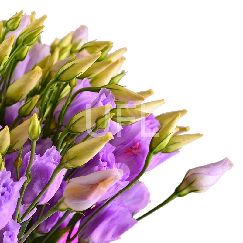 Букет квітів Пурпурний
													