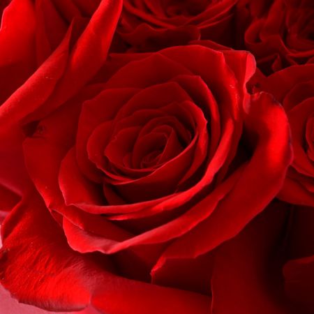Букет 25 красных роз Букет 25 красных роз