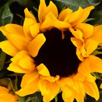  Bouquet Sunny bouquet Osh
                            