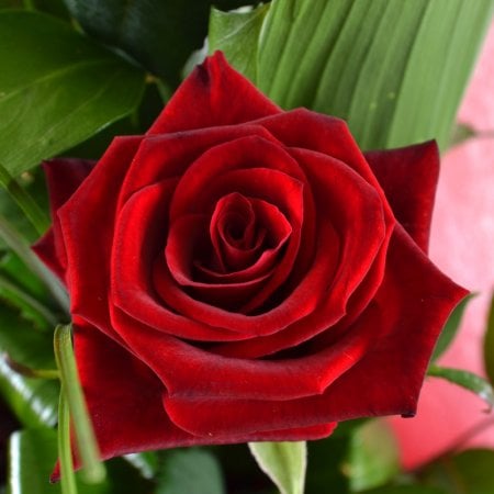 5 червоних троянд + Raffaello