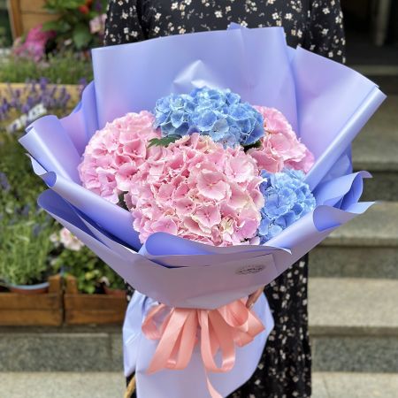 5 hydrangeas Tbilisi