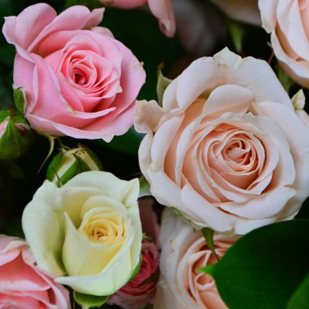 Pink and white (of shrub roses) Pink and white (of shrub roses)