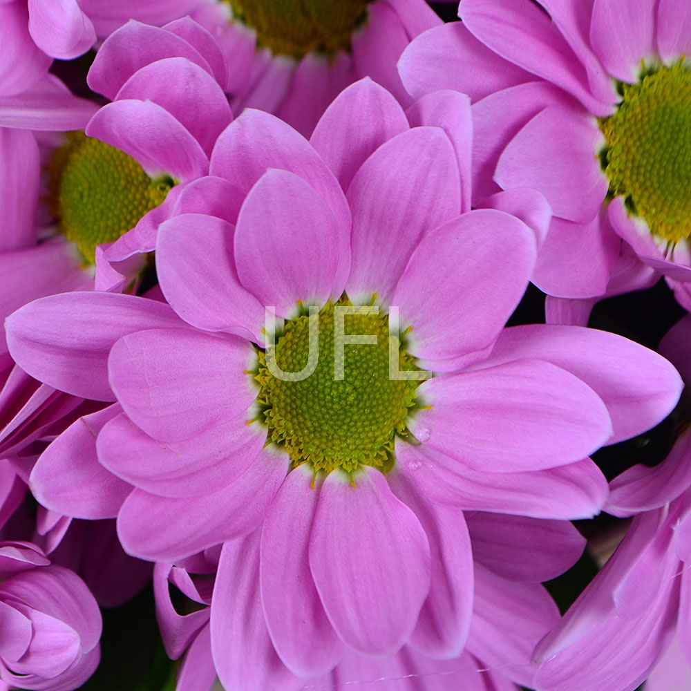  Bouquet Morning freshness
													