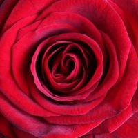Букет Букет 51 бордовая роза