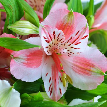 Bouquet of flowers Ekaterina 
													