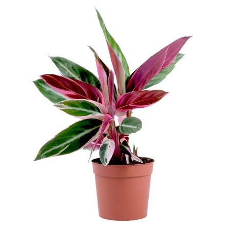  Bouquet Calathea Stromanta
													