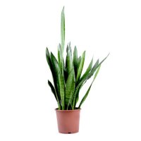  Bouquet Plant Sansevieria
														