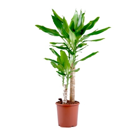  Bouquet Plant dracaena
													