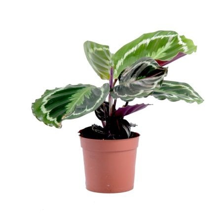 Растение-5 Белокуракино