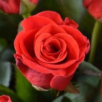 45 червоних троянд Кассель