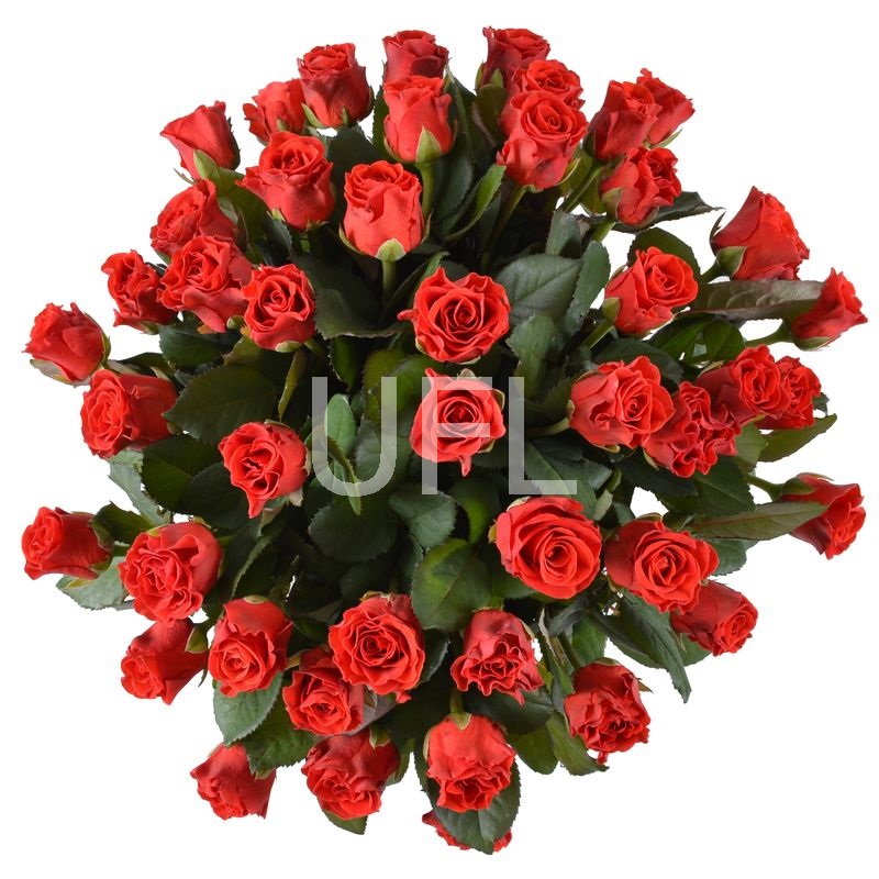 45 красных роз