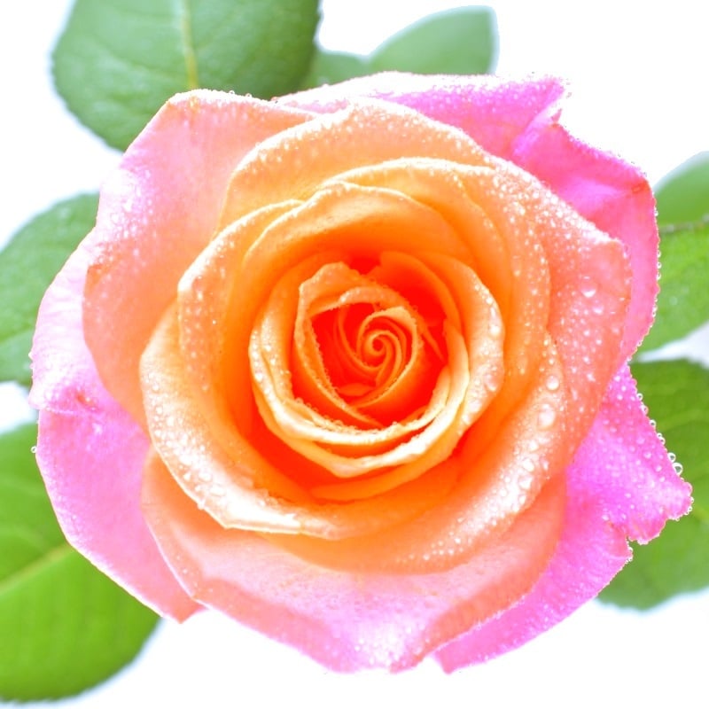 Поштучно цветы коралловые розы Джена