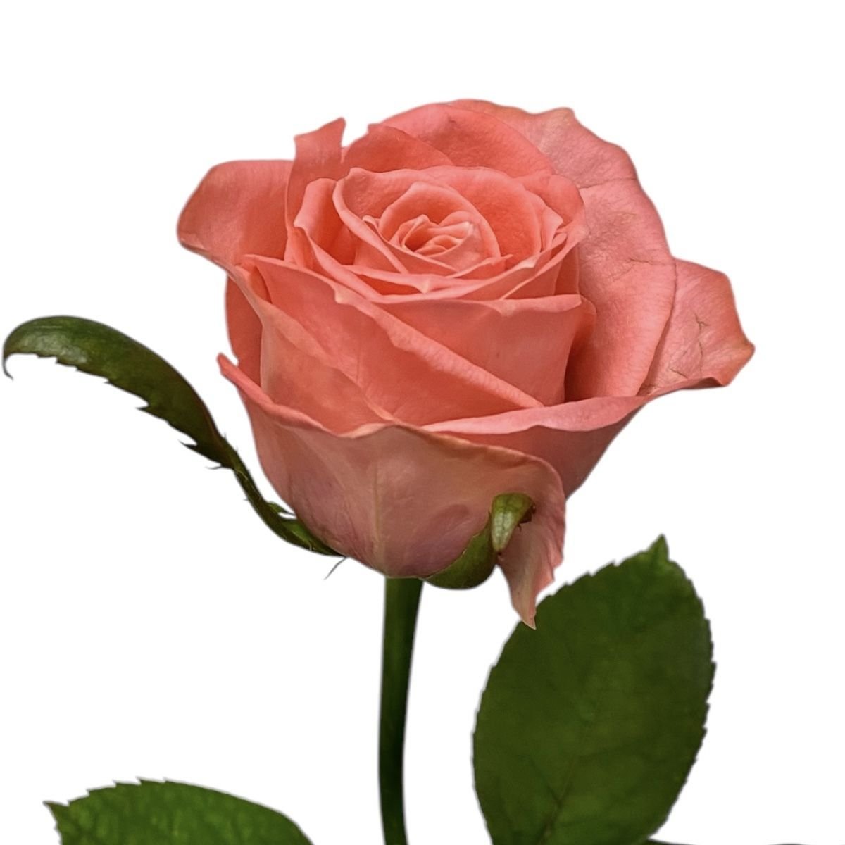 Coral roses per number 9 €