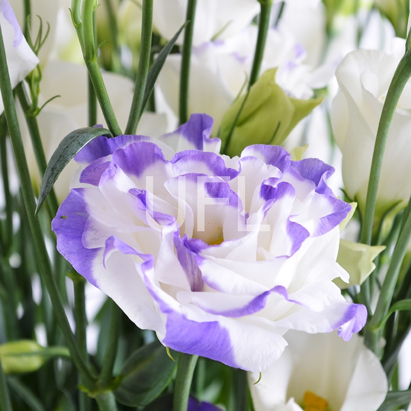 Bouquet of flowers Malvina
													