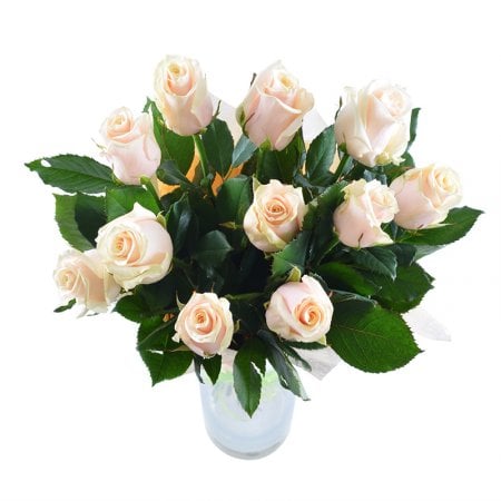 Августин 11 кремовых роз Виктория (Австралия)