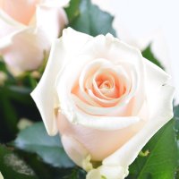 Букет Августин 11 кремовых роз