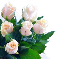 Букет Августин 11 кремовых роз
