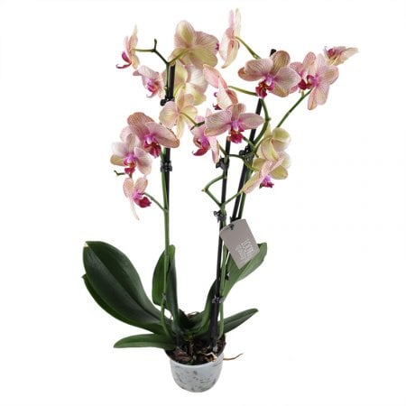 Розово-желтая орхидея Теофиполь