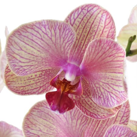  Букет Розово-желтая орхидея
														