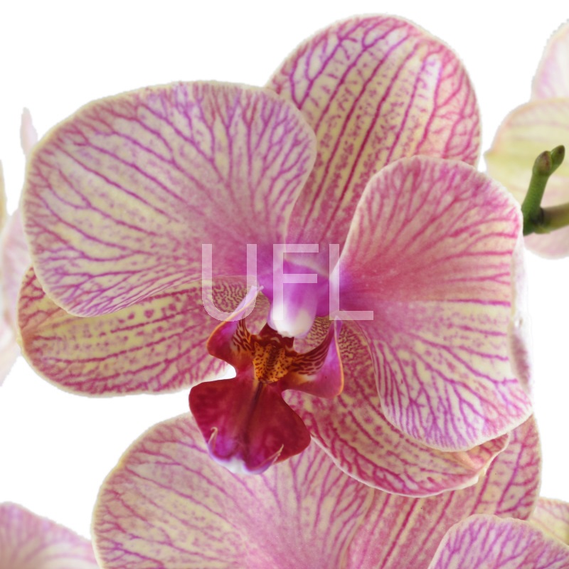 Pink and yellow orchid 0 $